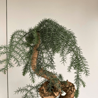 Бонсай Араукария