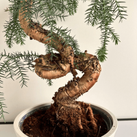 Бонсай Араукария
