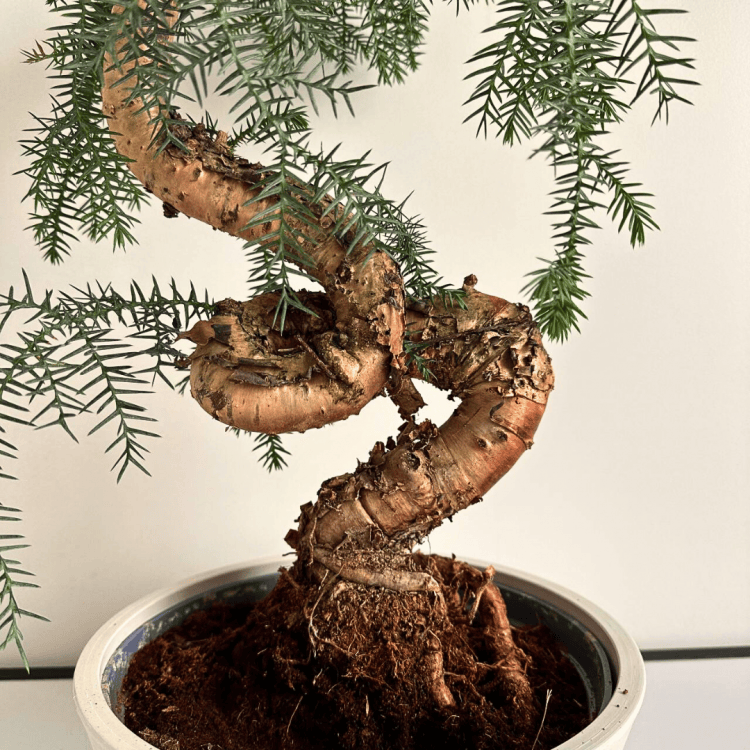 Бонсай Араукария