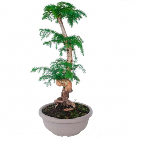 Бонсай Араукария