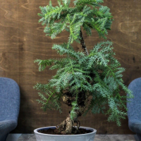 Бонсай Араукария