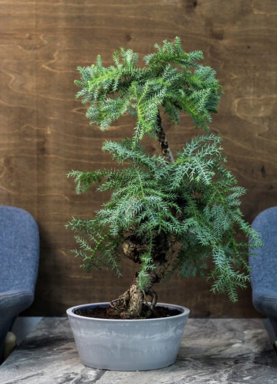 Бонсай Араукария
