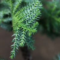 Бонсай Араукария