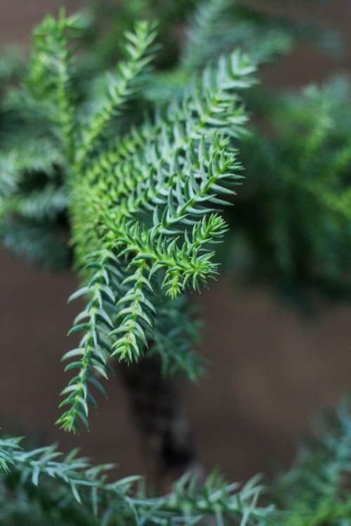 Бонсай Араукария