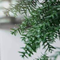 Бонсай Араукария