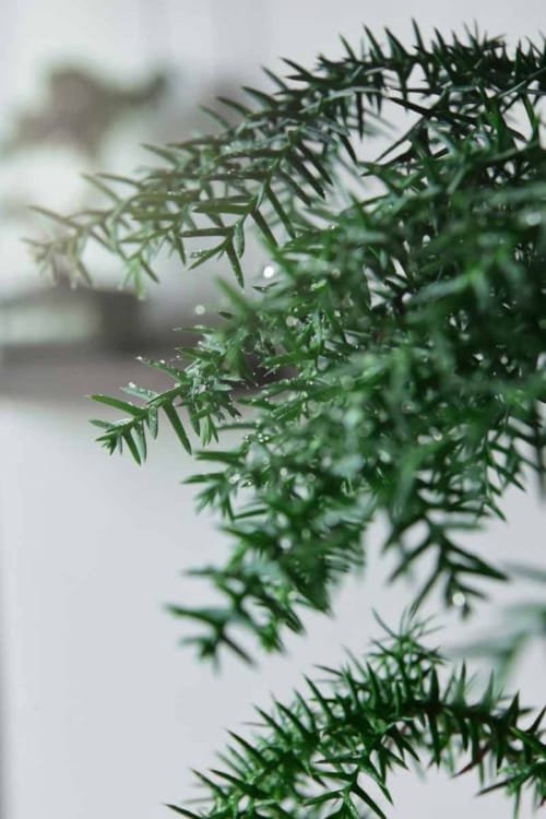 Бонсай Араукария