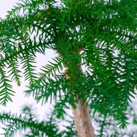 Бонсай Араукария