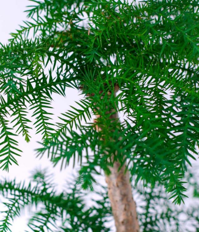 Бонсай Араукария