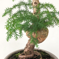 Бонсай Араукария
