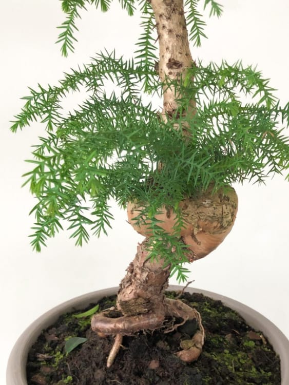 Бонсай Араукария