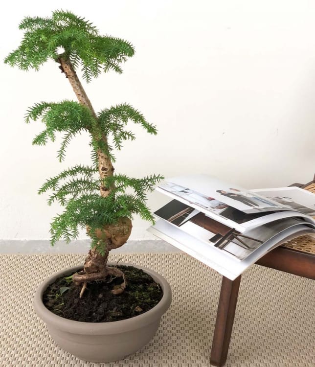 Бонсай Араукария