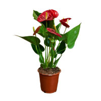 Антуриум красный D12