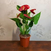 Антуриум красный D12