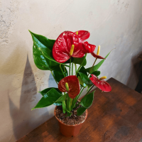 Антуриум красный D12