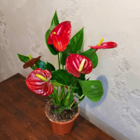 Антуриум красный D12
