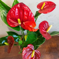 Антуриум красный D12