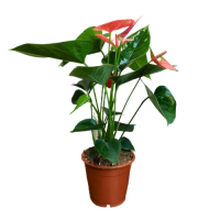 Антуриум розовый D12