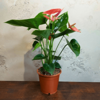 Антуриум розовый D12