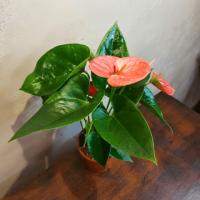 Антуриум розовый D12