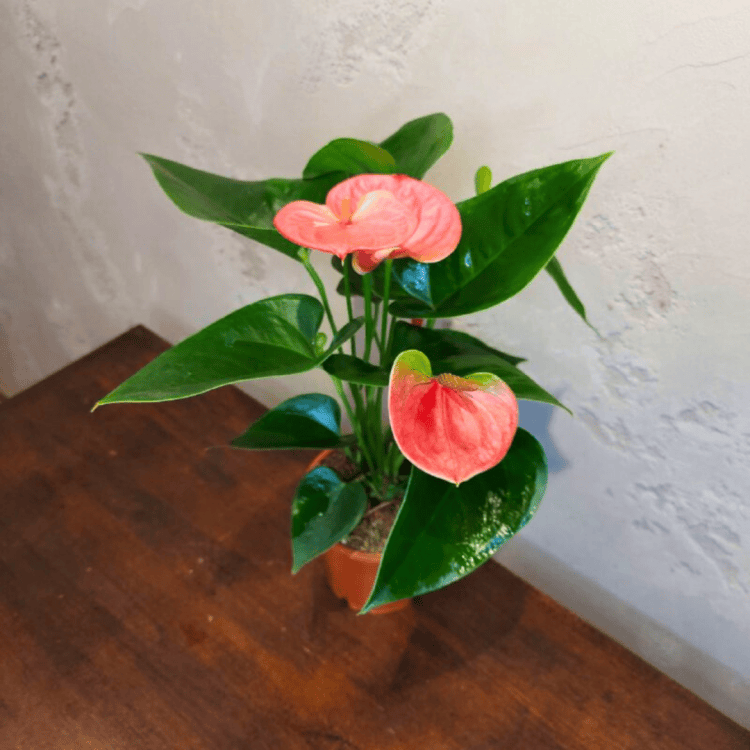 Антуриум розовый D12