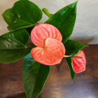 Антуриум розовый D12