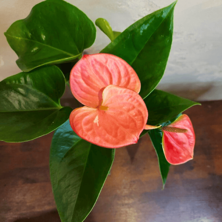 Антуриум розовый D12