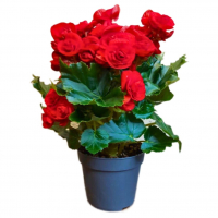 Бегония красная