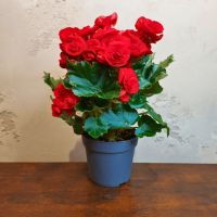 Бегония красная