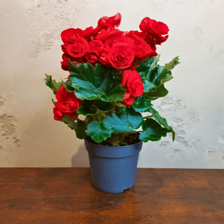 Бегония красная