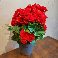 Бегония красная