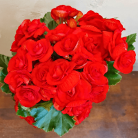 Бегония красная