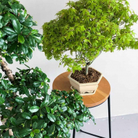 Бонсай Клён - «Kiyohime» в белой плошке Бонсай Клён - «Kiyohime» в белой плошке