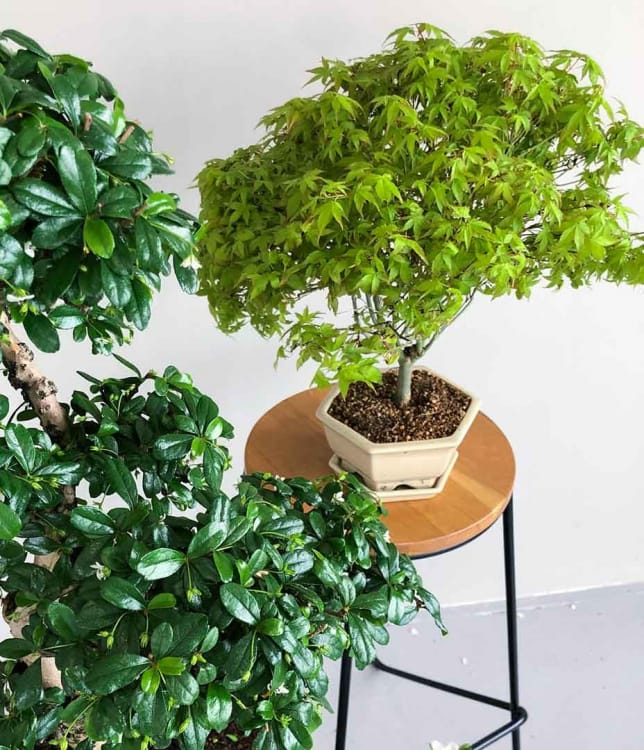 Бонсай Клён - «Kiyohime» в белой плошке Бонсай Клён - «Kiyohime» в белой плошке