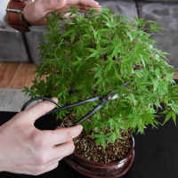 Бонсай Клён - «Kiyohime» в белой плошке Бонсай Клён - «Kiyohime» в белой плошке