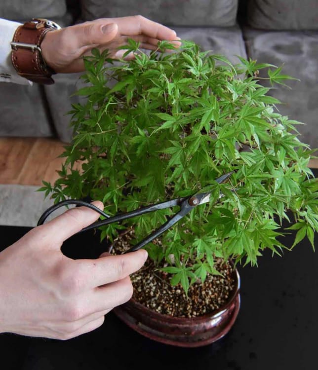 Бонсай Клён - «Kiyohime» в белой плошке Бонсай Клён - «Kiyohime» в белой плошке