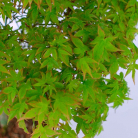 Бонсай Клён - «Kiyohime» в белой плошке Бонсай Клён - «Kiyohime» в белой плошке