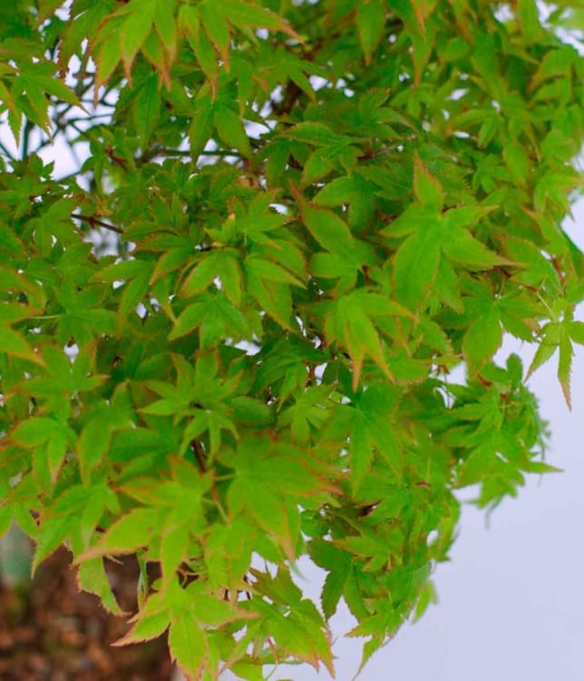 Бонсай Клён - «Kiyohime» в белой плошке Бонсай Клён - «Kiyohime» в белой плошке