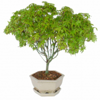 Бонсай Клён - «Kiyohime» в белой плошке Бонсай Клён - «Kiyohime» в белой плошке