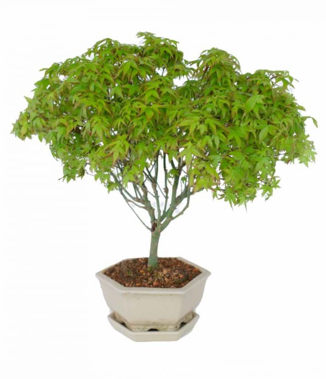 Бонсай Клён - «Kiyohime» в белой плошке Бонсай Клён - «Kiyohime» в белой плошке