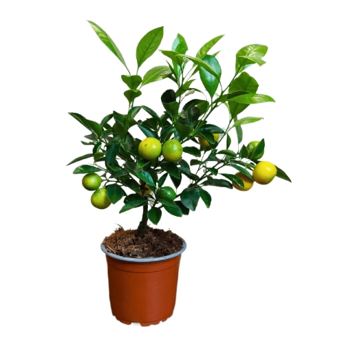 Каламондин Цитрус D12