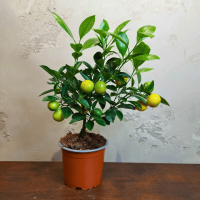 Каламондин Цитрус D12