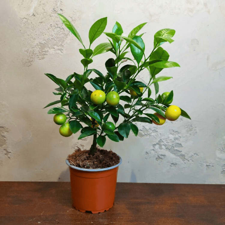 Каламондин Цитрус D12