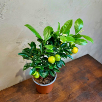 Каламондин Цитрус D12