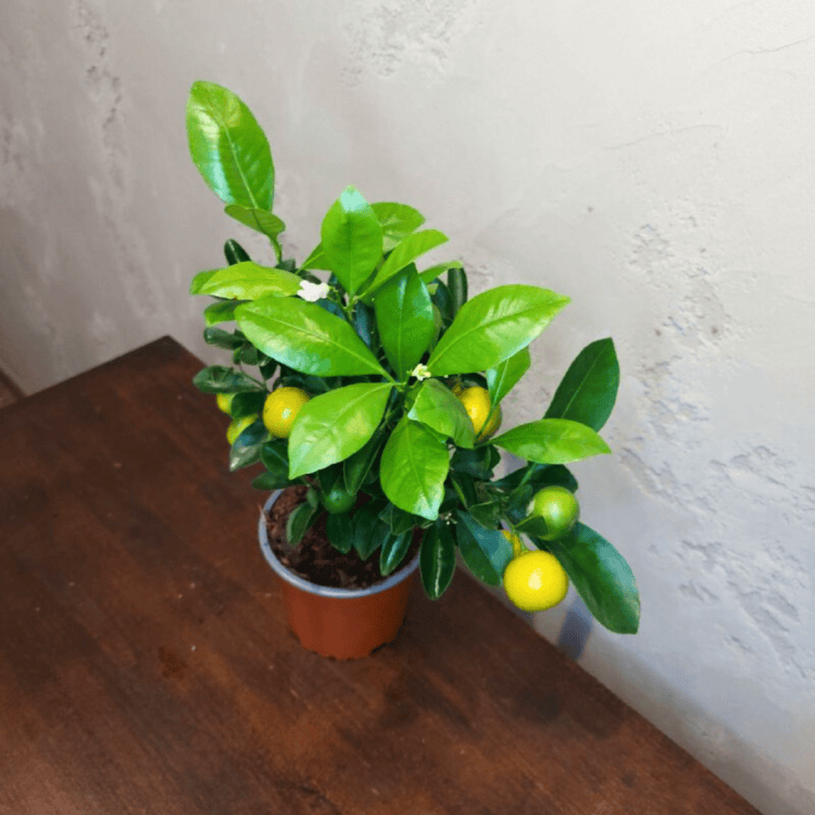 Каламондин Цитрус D12