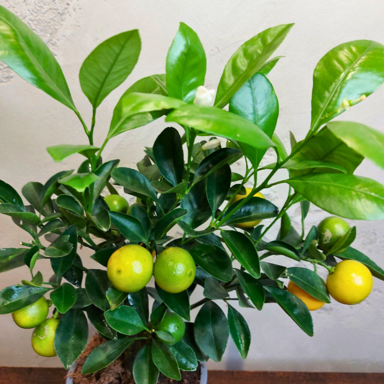 Каламондин Цитрус D12