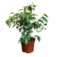 Фикус Бенджамина D12