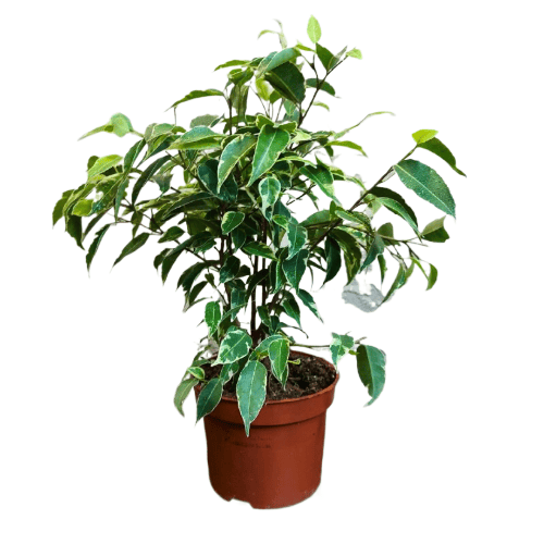 Фикус Бенджамина D12