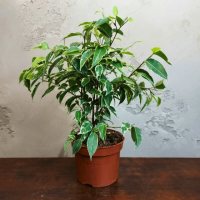 Фикус Бенджамина D12