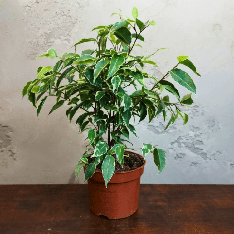 Фикус Бенджамина D12