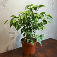 Фикус Бенджамина D12